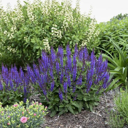 Salvia nemorosa ‘Violet Profusion’  - Violet Profusion Meadow Sage