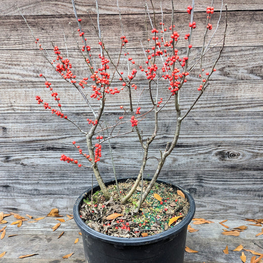 Ilex verticillata 'Winter Red'  - Winter Red Winterberry