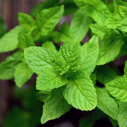 Mentha x villosa 'Mojito'  - Mojito Peppermint