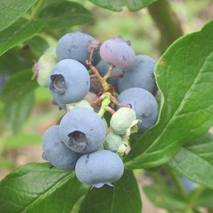 Vaccinium corymbosum 'Patriot'  - Patriot Highbush Blueberry