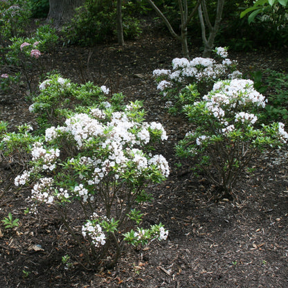 Kalmia latifolia 'Elf'  - Elf Mountain Laurel