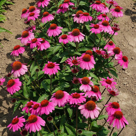 Echinacea x 'Balsomrosa' PP33011  - Sombrero® Rosada Coneflower