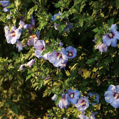 Hibiscus syriacus 'DVPazurri'  - Azurri Blue Satin® Rose of Sharon