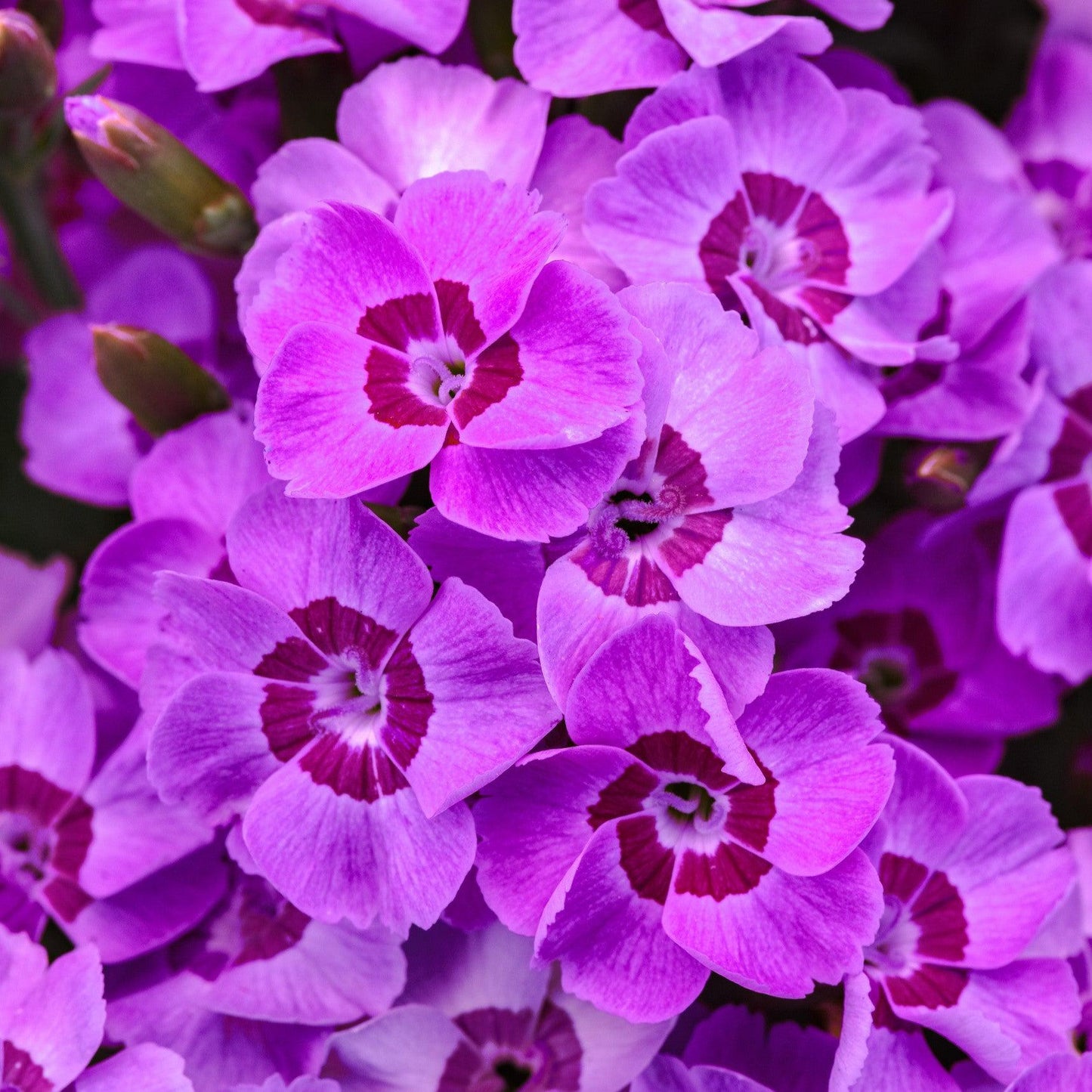 Dianthus x 'KLEDG20336'  - EverLast™ Violet Blue Dianthus