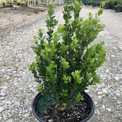 Buxus ‘SB300’ PP32421  - NewGen™ Freedom® Boxwood