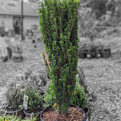 Ilex crenata 'Sky Pencil'  - Sky Pencil Japanese Holly
