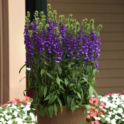 Lobelia x speciosa 'PAS1302712'  - Starship™ Blue Cardinal Flower