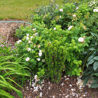 Rosa rugosa 'Schneekoppe'  - Snow Pavement Rugosa Rose