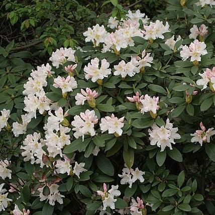 Rhododendron 'Cunningham's White'  - Cunningham's White Rhododendron