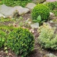 Buxus microphylla japonica 'Gregem'  - Baby Gem™ Boxwood