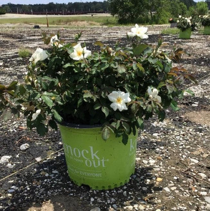 Rosa ‘Radwhite’ PP#20,273  - White Knock Out® Rose
