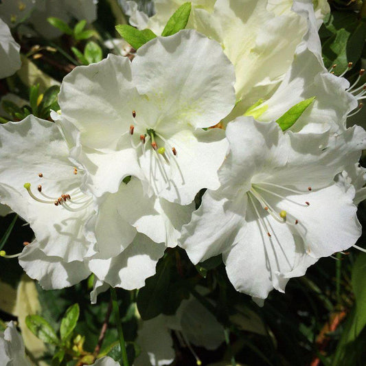 Rhododendron 'Pleasant White'  - Pleasant White Azalea