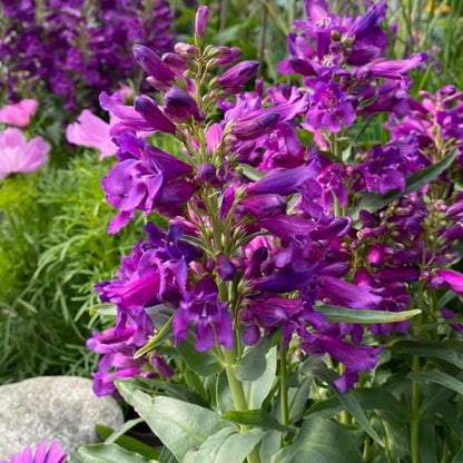 Penstemon 'Pristine Lilac Purple'  - Pristine Lilac Purple Beardtongue