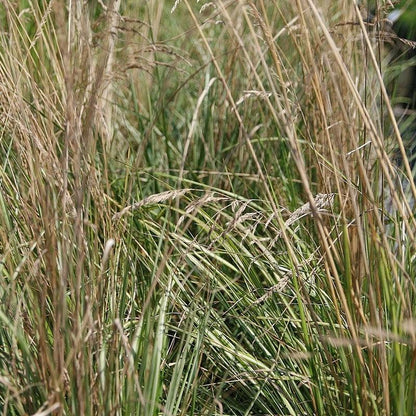 Calamagrostis x acutiflora 'Avalanche'  - Avalanche Feather Reed Grass