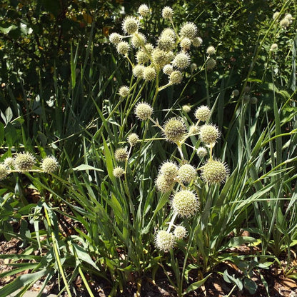 Eryngium yuccifolium  - Rattlesnake Master
