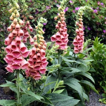 Digitalis x mertonensis  - Strawberry Foxglove