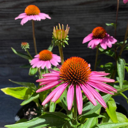 Echinacea purpurea 'Magnus'  - Magnus Echinacea, Coneflower