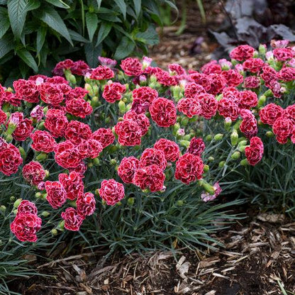 Dianthus 'Cherry Vanilla'  -  Fruit Punch® Cherry Vanilla Dianthus