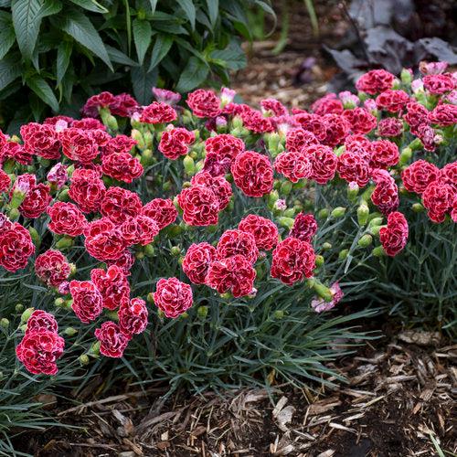 Dianthus 'Cherry Vanilla'  -  Fruit Punch® Cherry Vanilla Dianthus