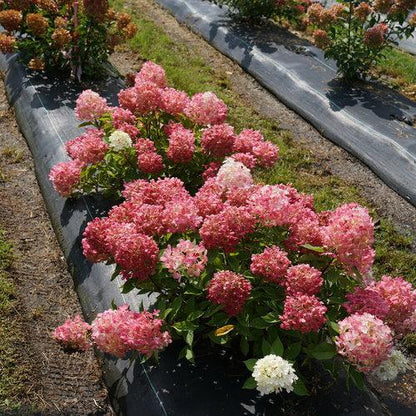 Hydrangea paniculata 'SMNHPK'  - Proven Winners® Fire Light Tidbit® Hydrangea