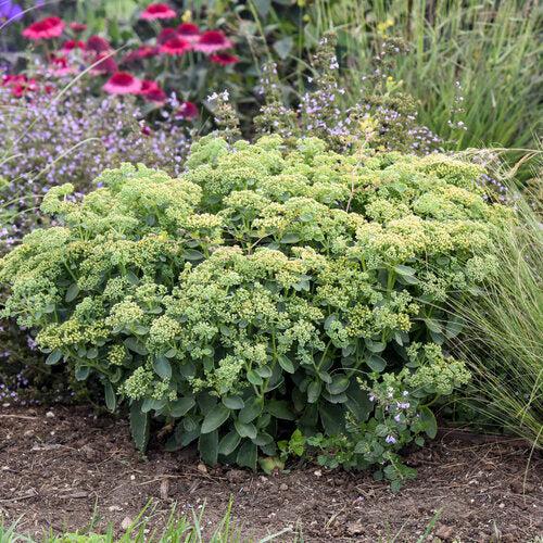 Sedum 'Lemonjade’  - Rock 'N Grow® Lemonjade Stonecrop