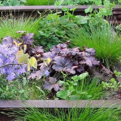 Heuchera x 'Frosted Violet'  - Frosted Violet Coral Bells