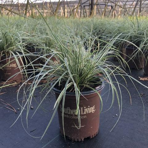 Carex oshimensis 'CarFit01'  - Evercolor® Everest Variegated Sedge