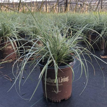 Carex oshimensis 'CarFit01'  - Evercolor® Everest Variegated Sedge