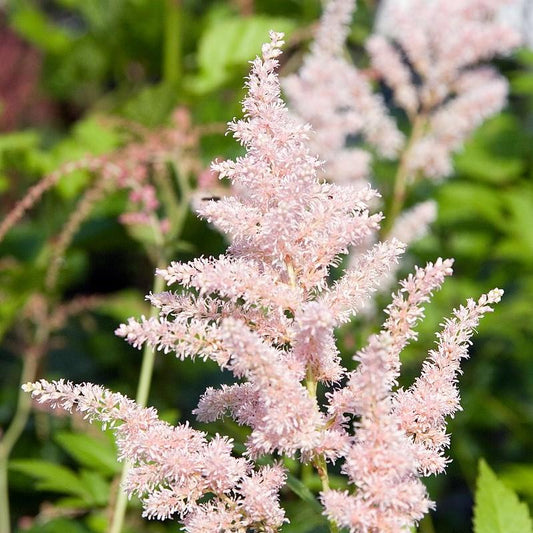 Astilbe japonica 'Peach Blossom'  - Peach Blossom Japanese Astilbe