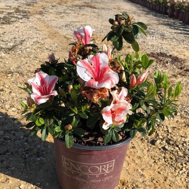 Rhododendron ‘Robleze’  - Encore® Autumn Starburst™ Azalea