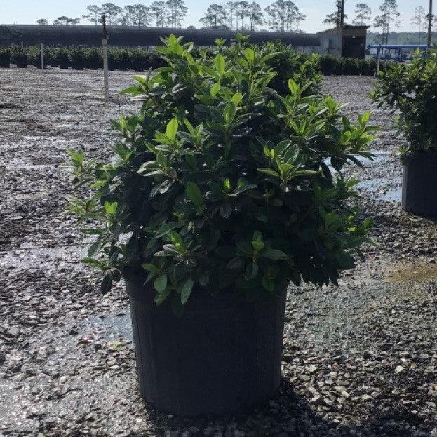 Rhododendron ‘Roblex’  - Encore® Autumn Lily™ Azalea
