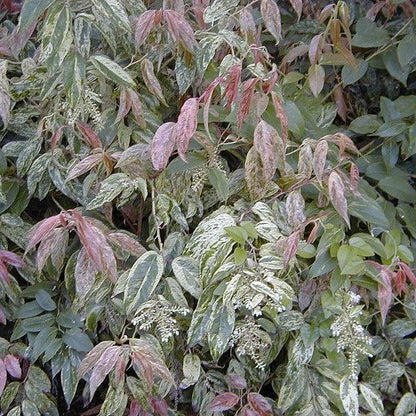 Leucothoe fontanesiana 'Rainbow'  - Rainbow Drooping Leucothoe