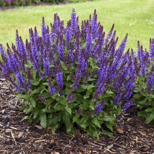 Salvia nemorosa ‘Violet Profusion’  - Violet Profusion Meadow Sage