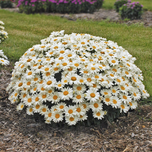 Leucanthemum x superbum 'Whoops-a-Daisy'  - Whoops-a-Daisy Shasta Daisy