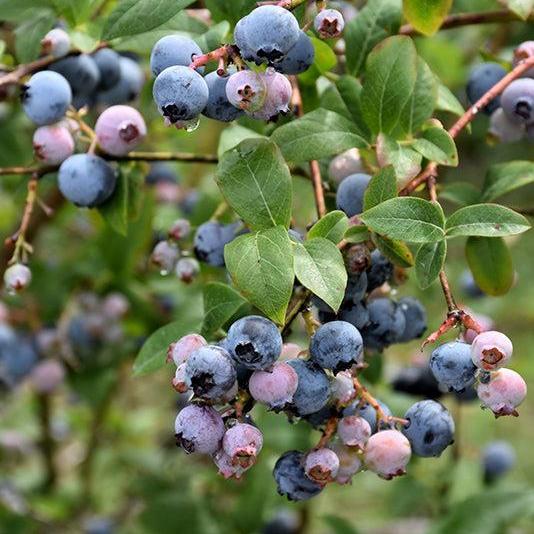 Vaccinium corymbosum 'Earliblue'  - Earliblue Highbush Blueberry