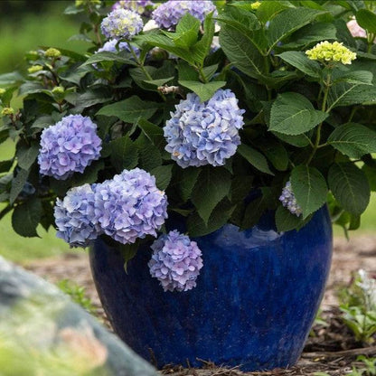 Hydrangea macrophylla 'Bailmer’  - Endless Summer® The Original Hydrangea