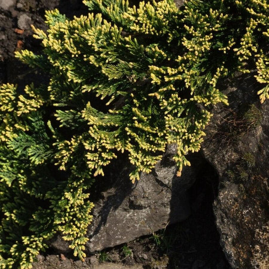 Juniperus horizontalis 'Golden Carpet'  - Golden Carpet Creeping Juniper