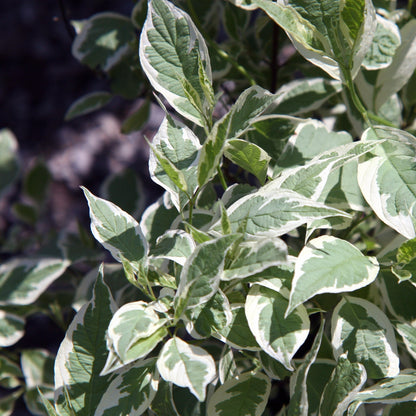 Cornus alba 'Bailhalo'  - Ivory Halo® Red Twig Dogwood