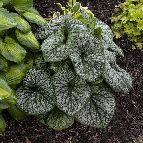 Brunnera macrophylla ‘Jack of Diamonds’  - Jack of Diamonds Heartleaf Brunnera