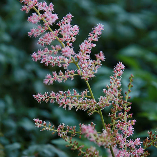 Astilbe simplicifolia 'Hennie Graafland'  - Hennie Graafland Star Astilbe
