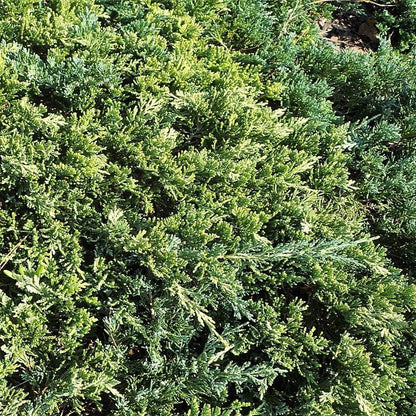 Juniperus horizontalis 'Golden Carpet'  - Golden Carpet Creeping Juniper