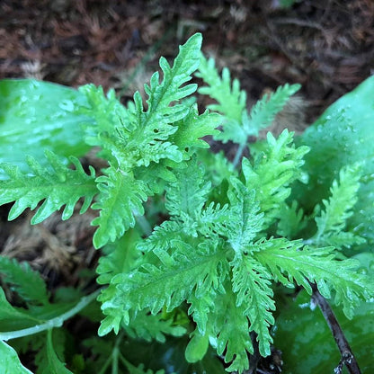 Perovskia atriplicifolia  - Russian Sage
