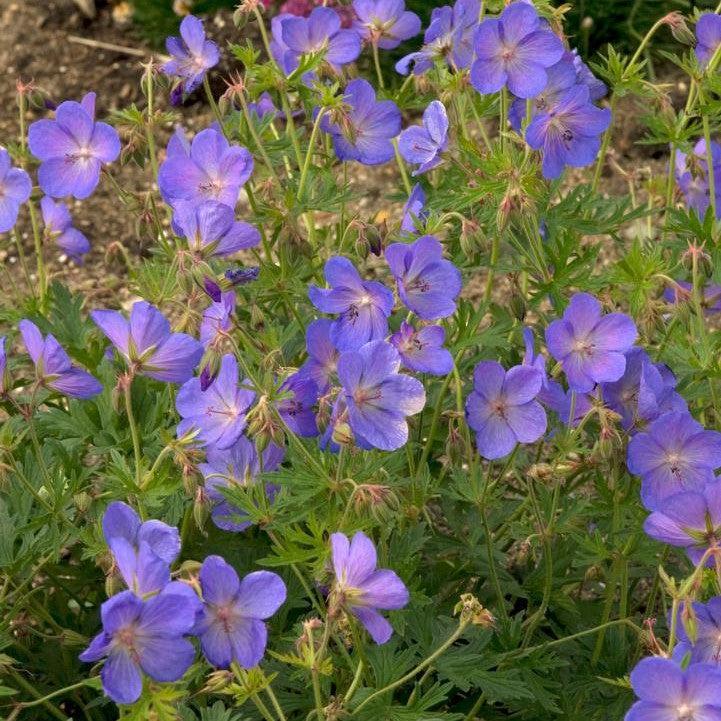 Geranium 'Johnson's Blue'  - Johnson's Blue Cranesbill