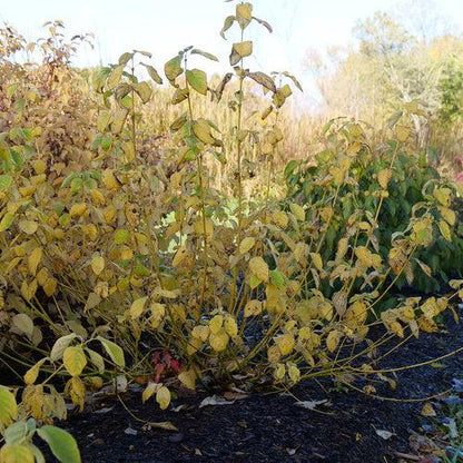 Cornus stolonifera 'SMNCSBD'  - PW® Arctic Fire® Yellow Twig Dogwood
