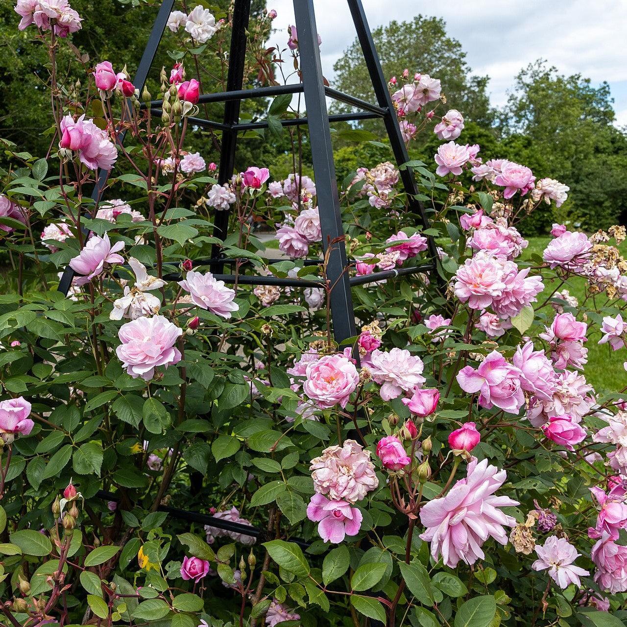 Rosa 'Ausorts'  - Mary Delany® Climbing Rose