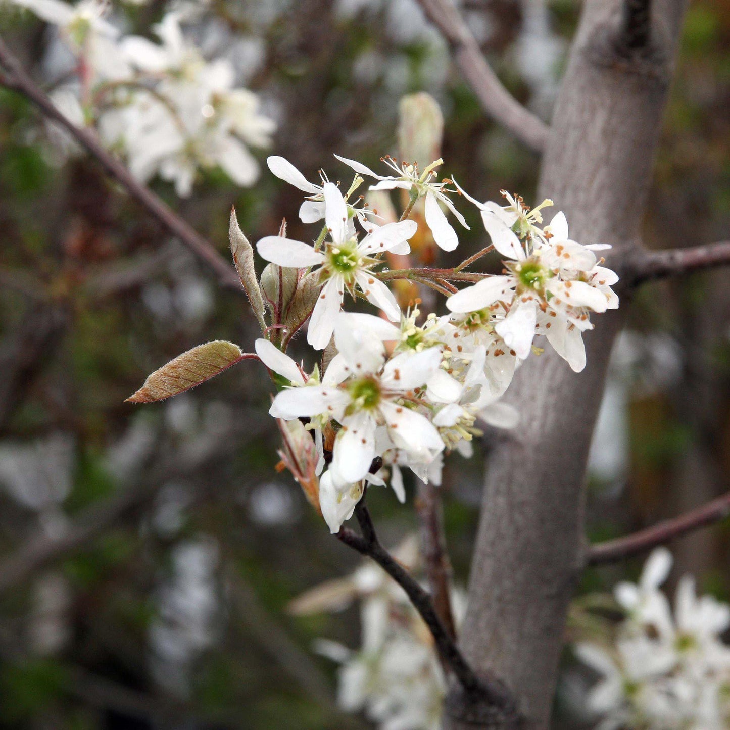 Amelanchier x grandiflora 'Autumn Brilliance'  - Autumn Brilliance Apple Serviceberry