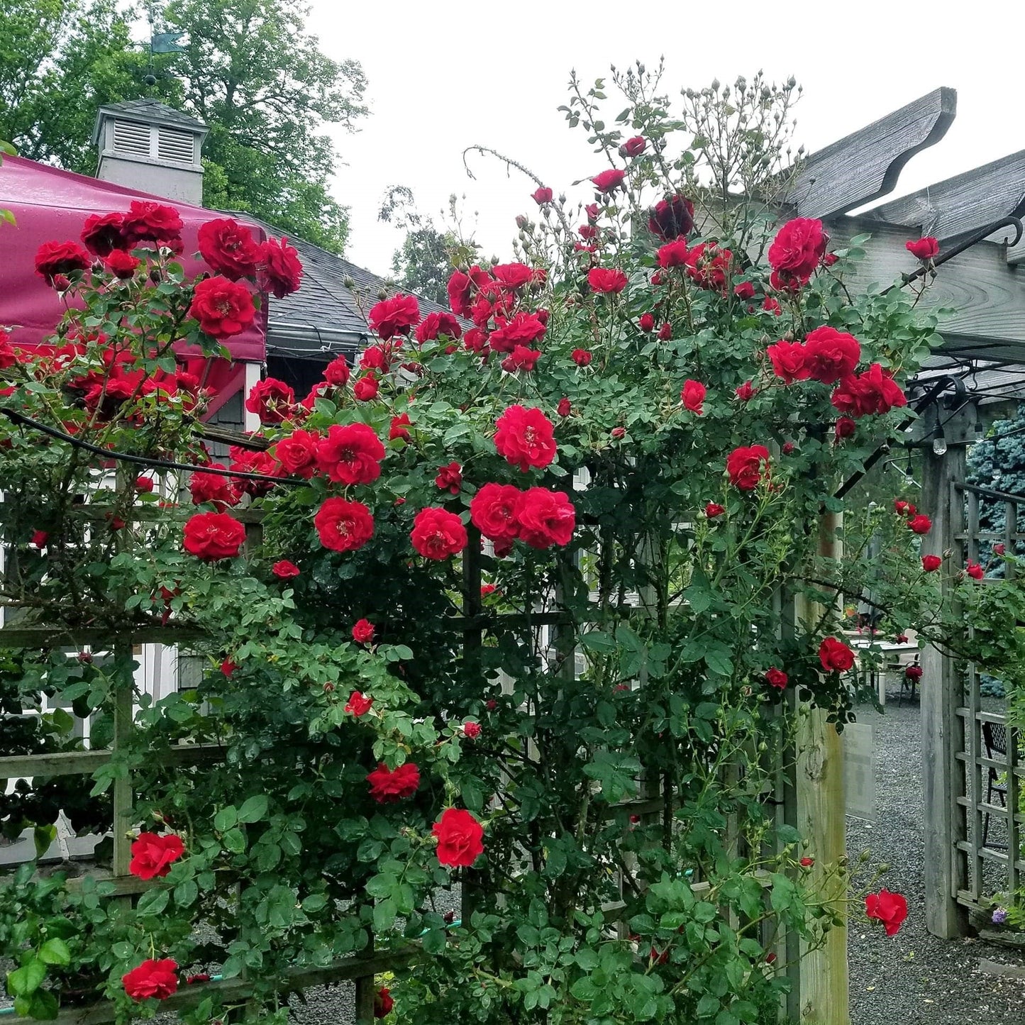 Rosa 'RADramblin'  - First Editions® Ramblin' Red® Rose