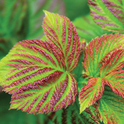 Rubus idaeus 'NR7'  - Shortcake® Raspberry