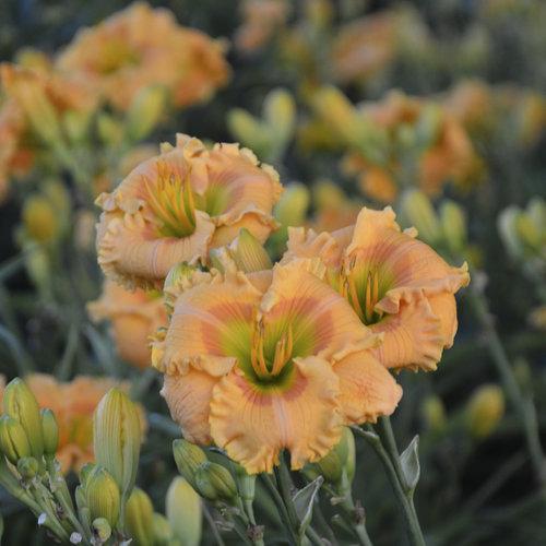 Hemerocallis 'Orange Smoothie'  - Rainbow Rhythm® Orange Smoothie Daylily