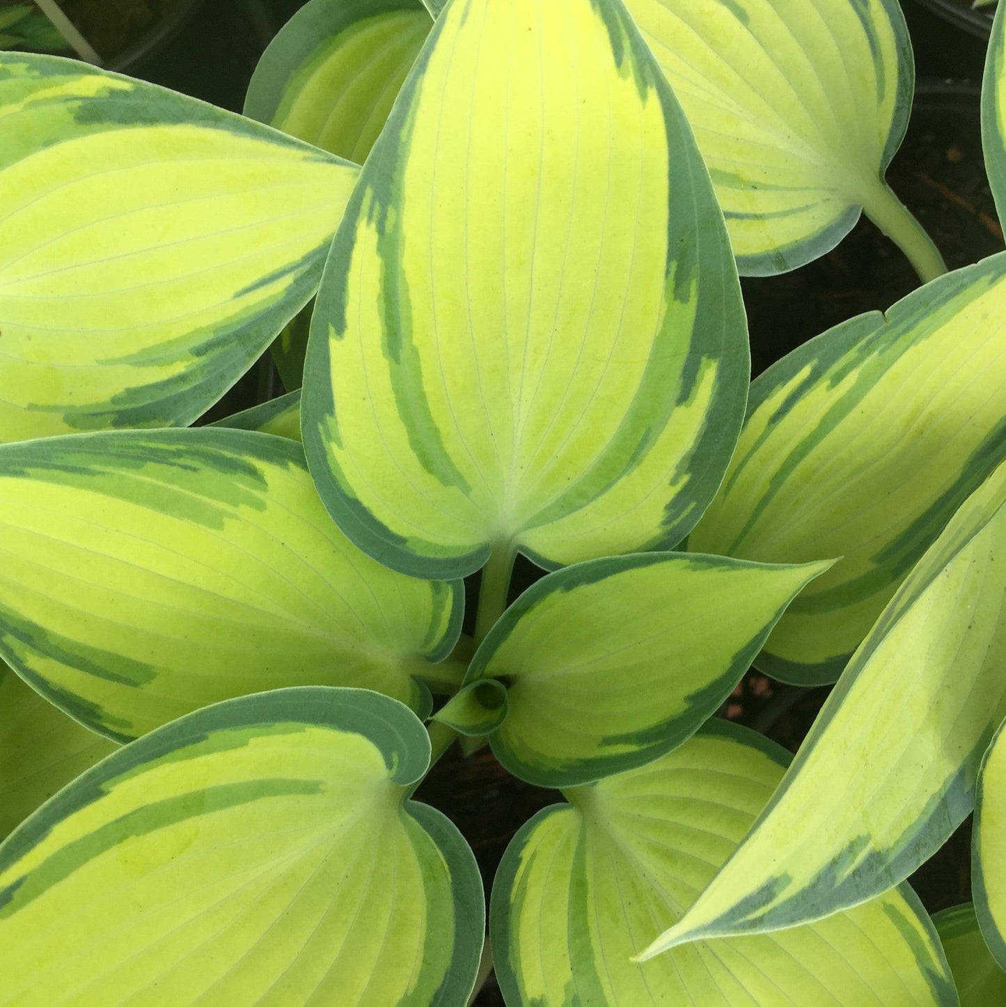 Hosta 'June'  - June Hosta